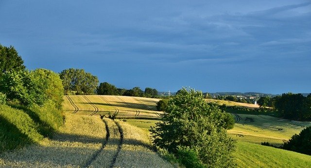 Pine Tree Gallery Images